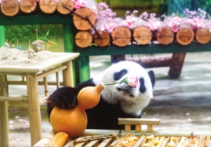 大熊猫“喜乐”11岁啦