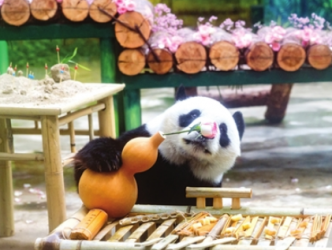 大熊猫“喜乐”11岁啦